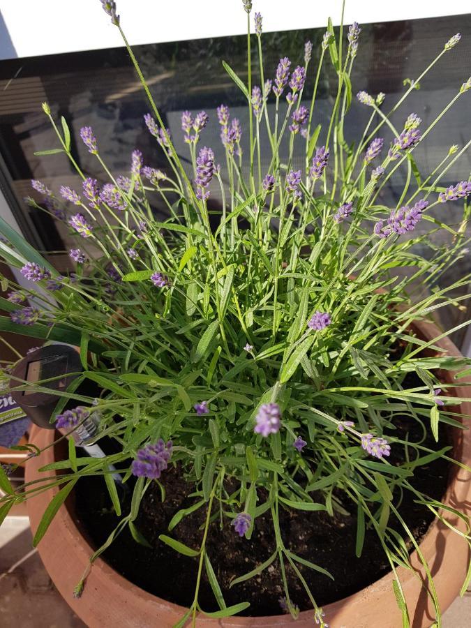 Lavender Apartment Jelenia Gora